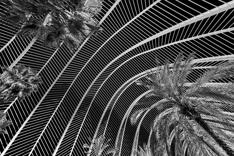 Architektur - Architekturfotografie - Baum - Calatrava - Instagram - Monochrom - Palme - Pflanze - Spanien - Umbracle von Franco Tessarolo