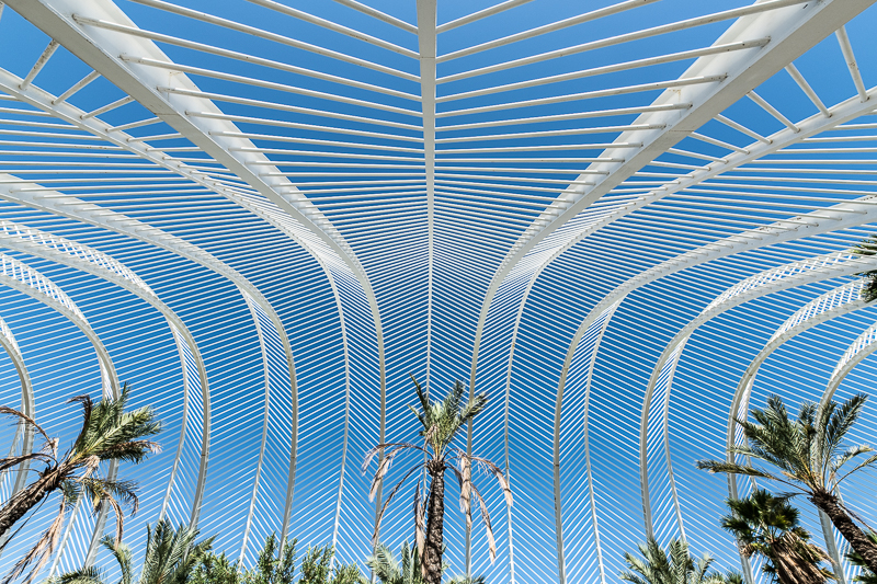 Architektur - Architekturfotografie - Baum - Calatrava - Palme - Pflanze - Spanien - Umbracle - Valencia   von Franco Tessarolo